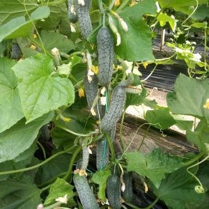 Jaguar Tecu 530 F1 (100 seminte) de castraveti cornichon, Takii Seeds