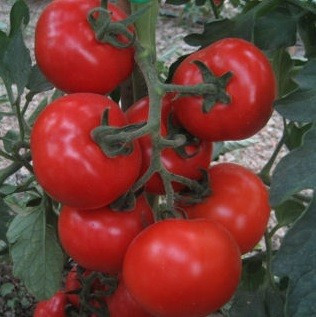 Jairo F1 - 500 sem - Seminte de rosii cu potential ridicat de productie vigoare medie legare buna si internodii scurte fiind usor de recoltat de la Cora Seeds