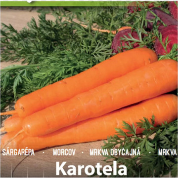 Karotela (3 gr) seminte de morcovi tip Nanti, cu lungime medie, forma cilindrica, cu capătul aplatizat, ZKI