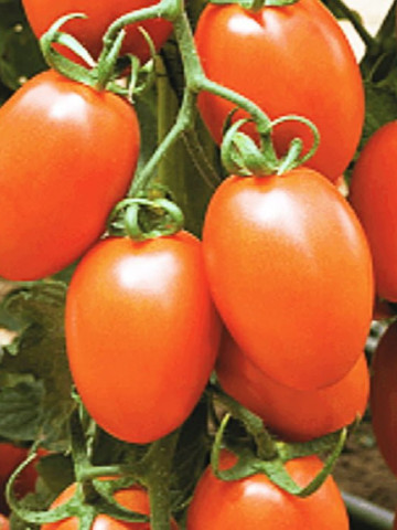Kilates F1 - 500 sem - Seminte de Rosii Prunisoara rezistenta la temperaturi ridicate si scazute Syngenta