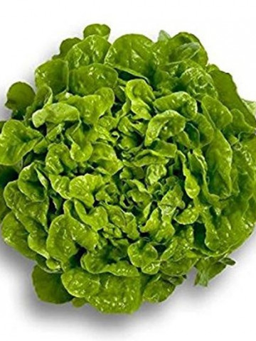 Kitonia - 1000 sem - Seminte drajate de salata creata tip oak leaf (frunza de stejar) ce se preteaza excelent pentru salate de un verde deosebit de la Rijk Zwaan