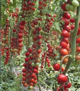 Landolino F1 - 500 sem - seminte rosii tip cherry prunisoara culoare si gust excelent Syngenta