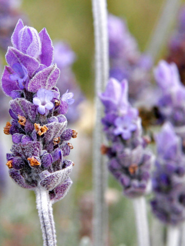 Lavanda Angustifolia (200 seminte) de Levantica, Bee Happy Laktofol