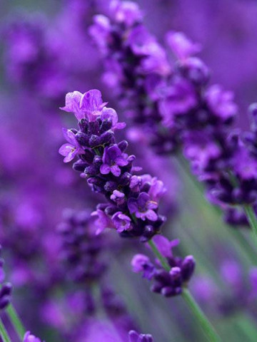 Lavanda (Levantica) (250 de seminte) planta perena cu flori mov extrem de parfumate, Horti Tops