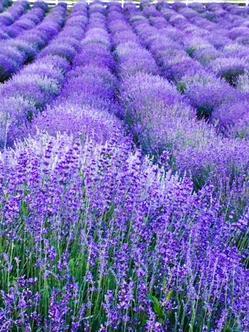 Lavanda (Levantica) 400 de seminte de Lavanda, de la Agrosel