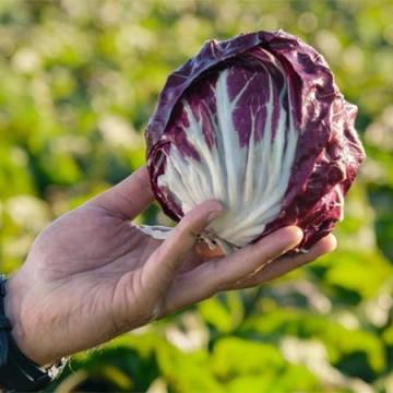 Leonardo - 5000 sem - Seminte de radicchio rosso cu capatani viguroase compacte si rotunde de o culoare rosie atractiva ce se intensifica pe masura ce vremea se raceste de la Bejo