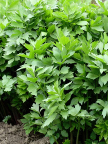 Leustean (ghiveci 10,5 cm), planta aromatica si medicinala Levisticum officinalis