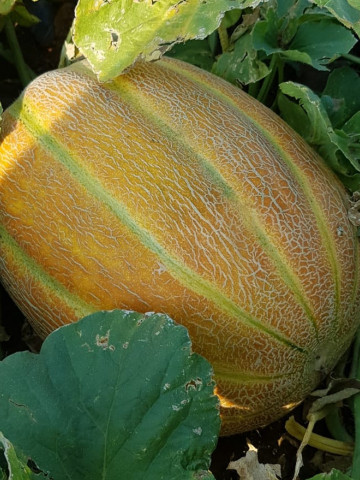 Lider F1 (100 seminte) de pepene galben tip feliat, dimensiuni mari de 4 - 6 kg, Bulgaria