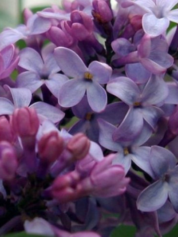 Liliac General Pershing, arbust ornamental cu flori de culoare mov-violet deschis, grupate in buchete conice, foarte parfumate, Yurta