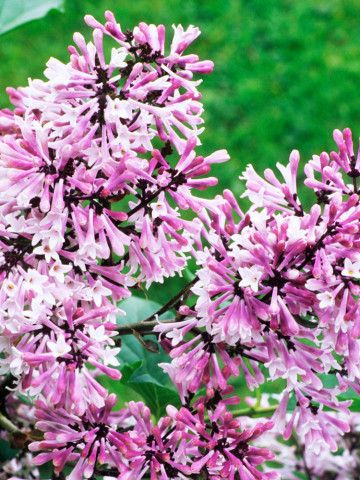 Liliac Miss Kim, arbust ornamental cu flori grupate in buchete conice, albastru-lavandă, parfum intens, Yurta