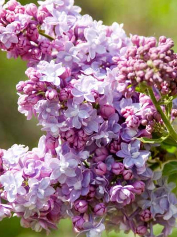 Liliac President Fallieres, arbust ornamental cu inflorescente bogate, cu flori duble, parfumate, de culoare violet, 1 arbust de 1,5-2 m inaltime, Yurta