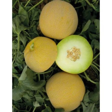 Lokma F1 (1000 seminte) de pepene galben gustos fruct rotund productivitate mare, Yuksel
