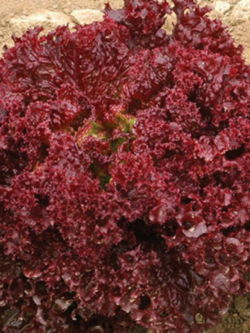 Lollo Rossa (2 g) seminte de salata creata rosie soi semitimpuriu, Opal