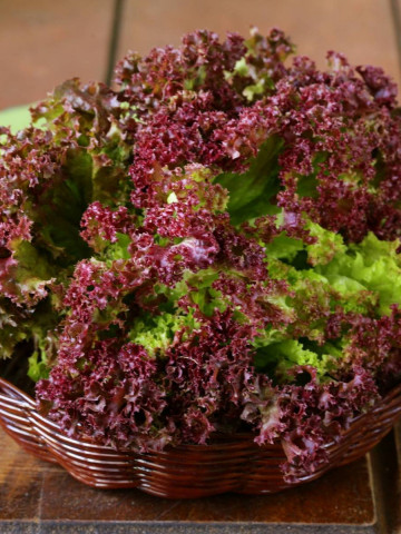Lollo Rossa (4500 seminte) salata baby leaf cu frunze mici pentru salata, creata rosie soi timpuriu, Agrosel