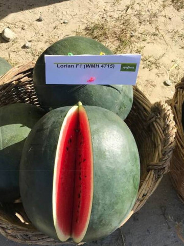 Lorian F1 WMH4715 - 1000 sem - Seminte de pepene verde rotund productie marerezistent la transport de la Syngenta