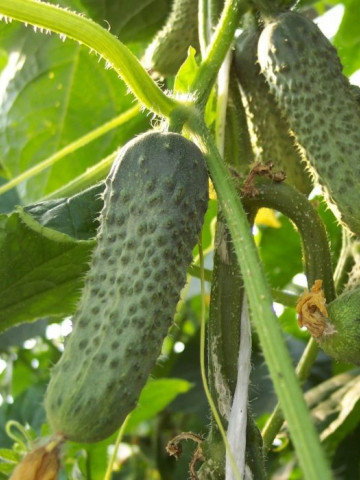 Madrilene F1 (1000 seminte) castraveti tip cornichon, Seminis