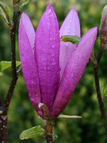 Magnolie Betty (ghiveci 2 L), flori foarte mari, intens parfumate, roz inchis la exterior si alb-roz la interior