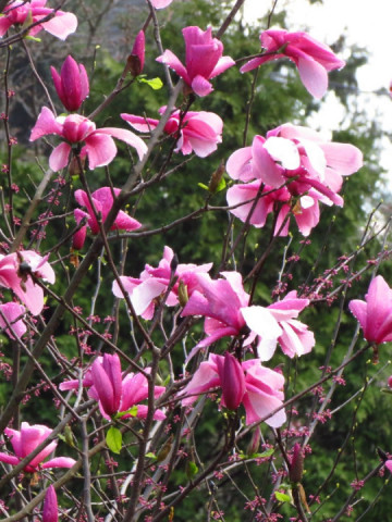 Magnolie soulangeana Galaxy (ghiveci 2L), flori mari, parfumate, in nuante de purpuriu si roz