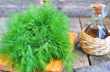 Marar (1 kg) seminte de marar planta anuala, aromat, Agrosem