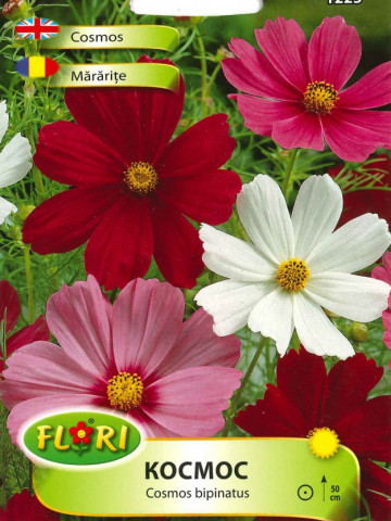 Mararite Cosmos Bipinnatus - Seminte Flori Mararite de la Florian
