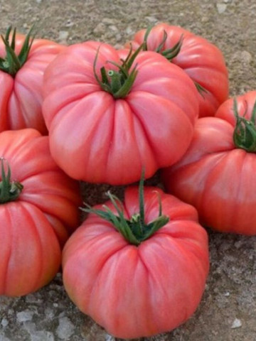 Marechiaro F1 (113SA366 F1) (10 seminte) rosii crete gen grasa roze tip Sorrento, Profit Seeds