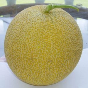Marisole F1 - 500 sem - Seminte de pepene galben tip Galia timpuriu forma rotunda gust aromat foarte productiv putand fi cultivat in sere solarii sau in camp de la Esasem