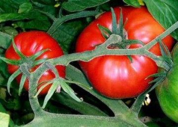 Marmande (250 seminte) rosii crete nedeterminate, productie ridicata tip Beef, Agrosem