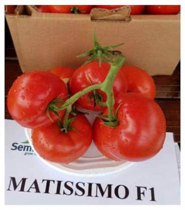 Matissimo F1 (100 seminte) rosii extratimpurii, Seminis