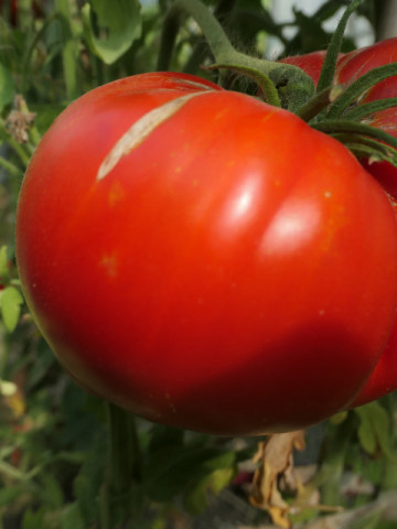 Melissa Caucazian Shepherd (30 seminte) rosii gigant gust parfumat-fructat, tip beefsteak, Ukraina