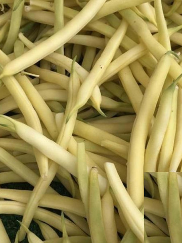 Menuet Seminte Fasole pitica cilindrica galbena pastai (100 gr), SCDL Buzau