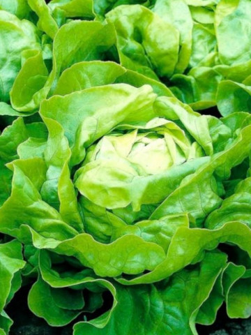 Meteore (5000 seminte) drajate de salata verde inchis, Syngenta