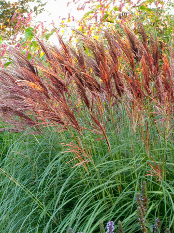 Mischanthus Red Chief (ghiveci 2 l), iarba elefantului ornamentala