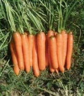 Monanta (250 grame) morcovi cu o perioada de vegetatie de 95-100 de zile si o dimensiune a radacinilor de 18-20 cm lungime ce se preteaza consumului in stare proaspata industrializarii si vanzarii la legatura, Rijk Zwaan