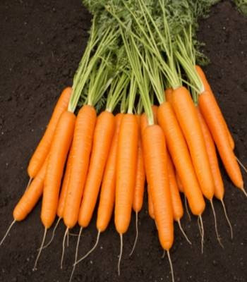 Napa F1 - 25.000 sem - Seminte de morcovi orange (calibru seminte < 2.0 mm) tip Nantes recomandat pentru zonele cu climat temperat de la Bejo
