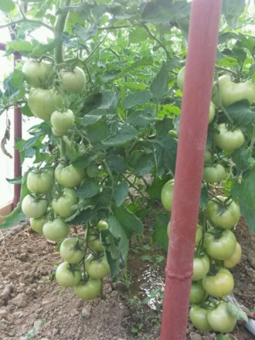 Naslada F1 - 1 gr – Seminte Tomate hibrid nedeterminat timpuriu Naslada F1 de la Opal Bulgaria