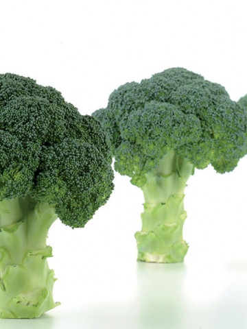 Naxos F1 - 1000 sem - Seminte de broccoli ce prezinta o capacitate mare de adaptare la diferite conditii de crestere rezistent la mana cu un aspect deosebit de la Sakata