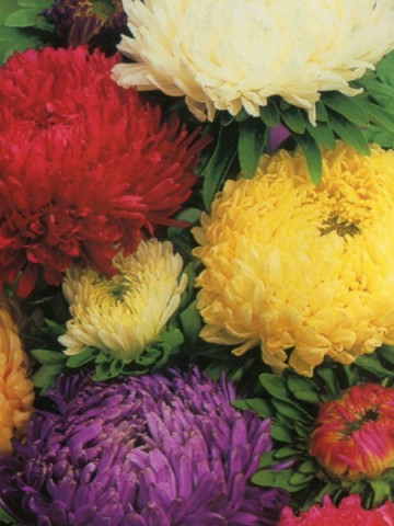Ochiul Boului Paeonia Mix (0.4 gr) seminte de ochiul boului cu flori mari, divers colorate, Agrosem