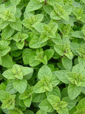 Oregano (0.20 gr) seminte de Origanum vulgare, plante aromatice parfumate, Agrosem