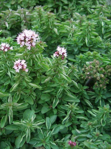 Origanum vulgare Compactum (ghiveci 1 l), oregano peren ramuri bogate