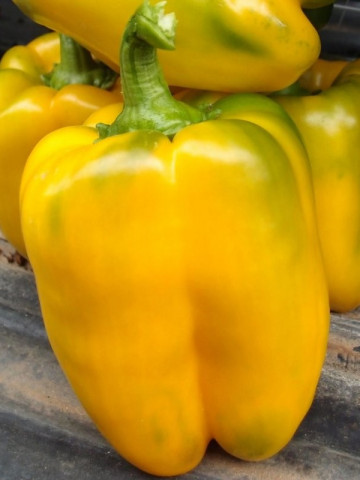 Orostar F1 - 500 sem - Seminte de ardei gras tip Blocky de culoare verde inchis spre galben la maturitate fiind recomandat pentru culturile in spatii protejate si camp deschis ce se recolteaza foarte usor de la United Genetics