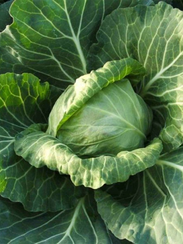 Ortus F1 (2500 seminte) de varza destinata cultivarii in camp cu productie uniforma si capatani compacte rezistente la crapare, Takii Seeds