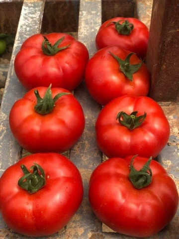 Ozkan F1 (500 seminte) tomate extratimpurii nedeterminate, Yuksel