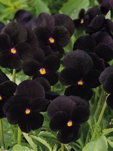 Pansele NEGRE - Seminte Flori Panselute Negre de la Florian