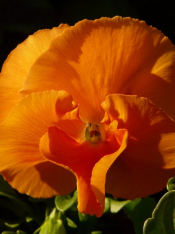 Panselute Orange Sun (0.15 gr) seminte de panselute portocalii, Horti Tops
