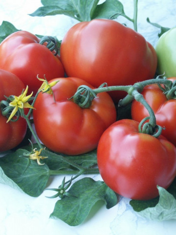 Parris F1 (1000 seminte) de tomate Extra-timpurii, Geosem Select Bulgaria