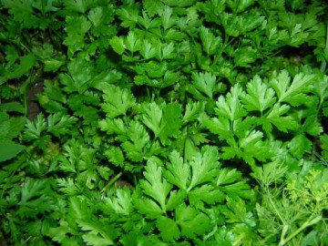 Patrunjel de frunze Ory (1 KG), soi romanesc rustic aromat, SCDL Buzau