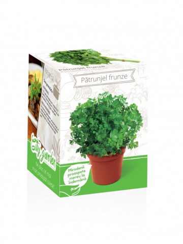 Patrunjel frunze netede - Kit plante aromatice
