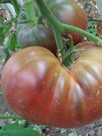 Paul Robeson (30 seminte) rosii gigant negre, aromate, soi heirloom, Rusia
