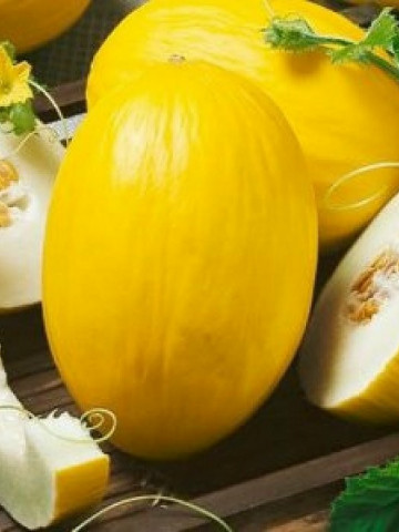 Pepene galben Yellow Canary (1 kg), seminte de pepene galben miez alb, zemos, aroma deosebita, Agrosem