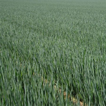 Performer (10.000 seminte) ceapa pentru legatura ce are un sistem foliar viguros culoare verde inchis si nu formeaza bulbi, Bejo
